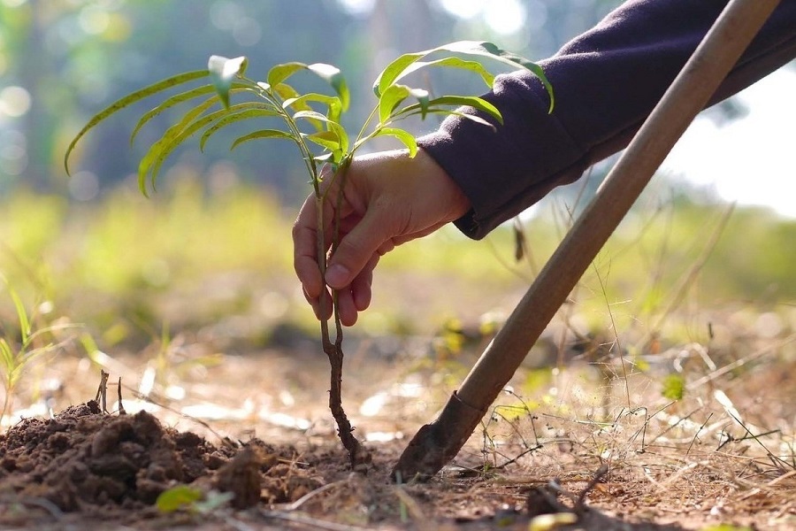 В Балтасинском мухтасибате высадят 1100 деревьев к предстоящей исторической дате