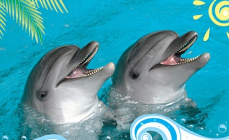 Нижнекамские инвалиды посетили дельфинарий