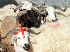 В день Курбан-байрама за убоем животных в Казани будут наблюдать ветврачи